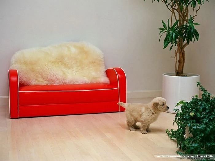 Cuddly Puppy Wallpapers Fluffy Golden Retriever Puppy 15 ...