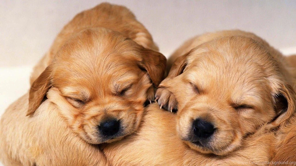 Cute Golden Retriever Puppies Wallpapers Image