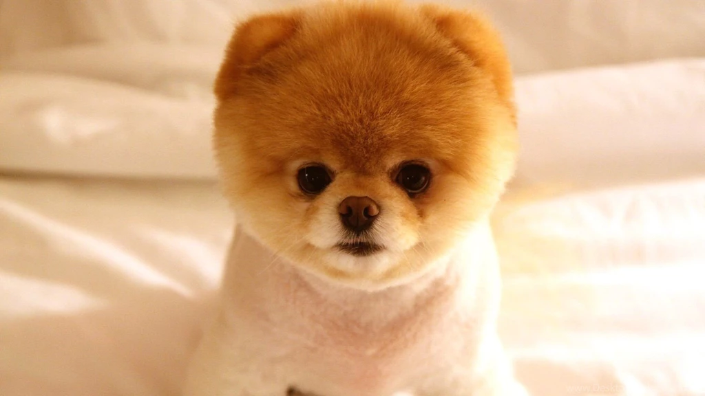 Very Cute Little Dog Wallpapers55 Com Best Wallpapers For PCs ...