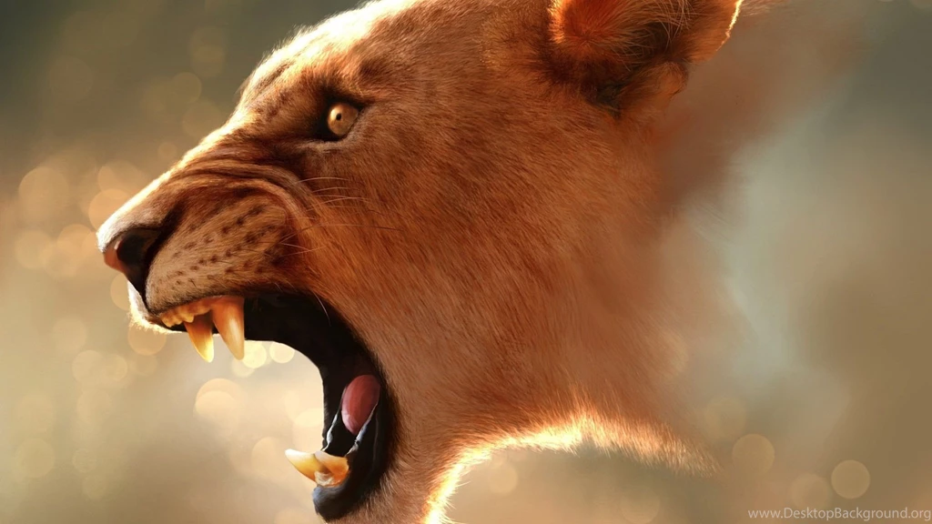 Gallery For   Angry Lion Wallpapers