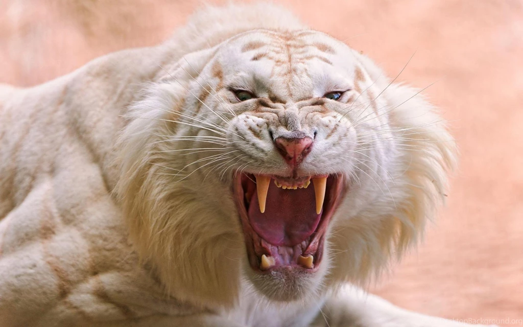 White Saber Toothed Tiger (