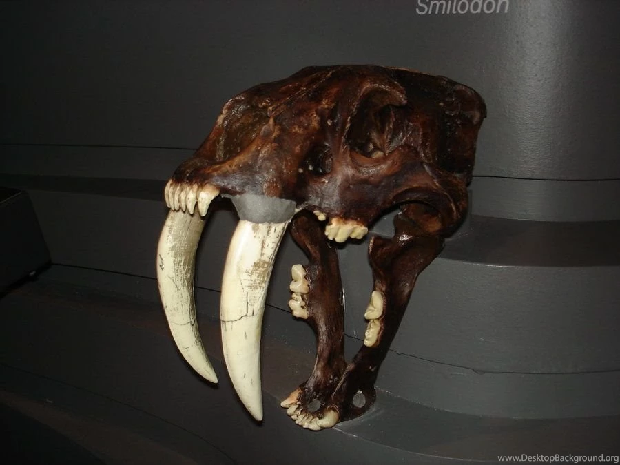 Saber Tooth Tiger Skull 1 By Flyg stock On DeviantArt
