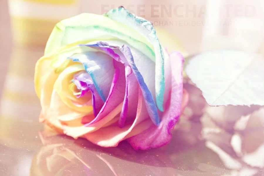 30 Beautiful And Romantic Pictures Of Rose Flower