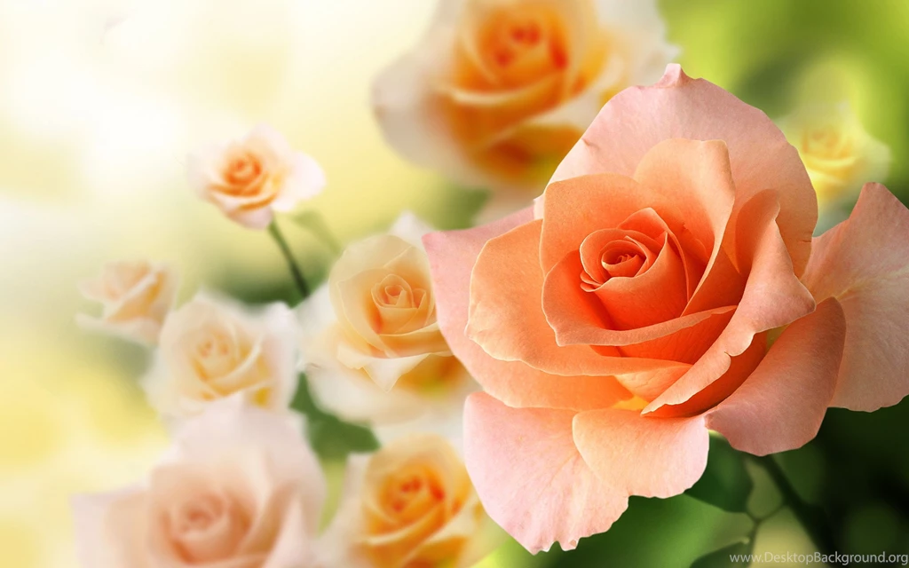 Peach Colored Rose Wallpapers