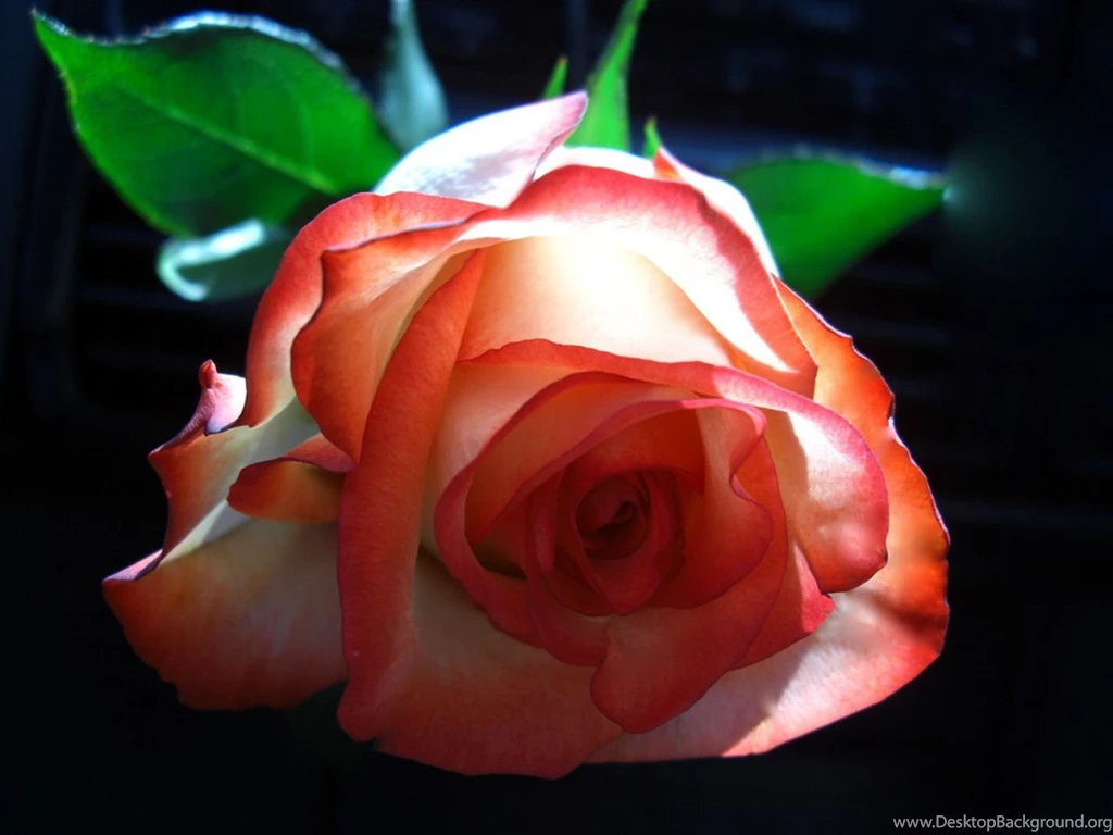 Beautiful Color Roses Wallpapers (18577533) Fanpop