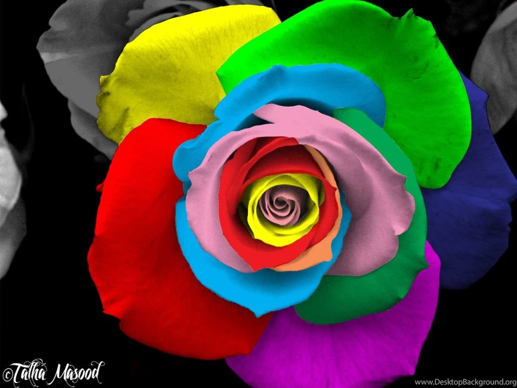 Colorful Rose By SupercoolTalha On DeviantArt