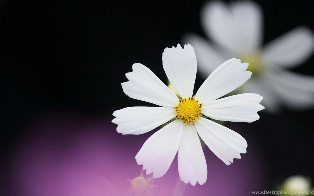 Flower Wallpapers Beautiful Pictures 12D