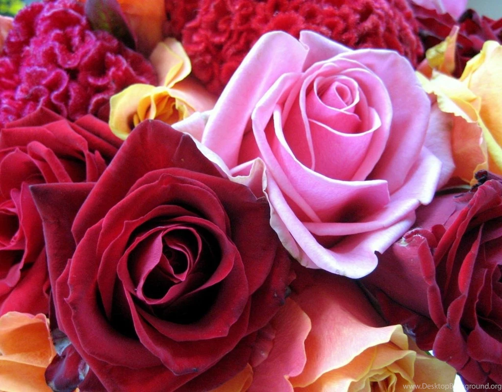 BEAUTIFUL ROSES WALLPAPER (