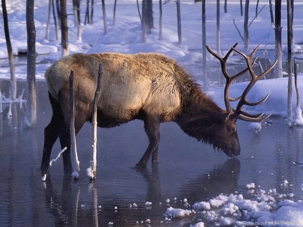 40+ Astounding Collection Of Wild Animals Pictures
