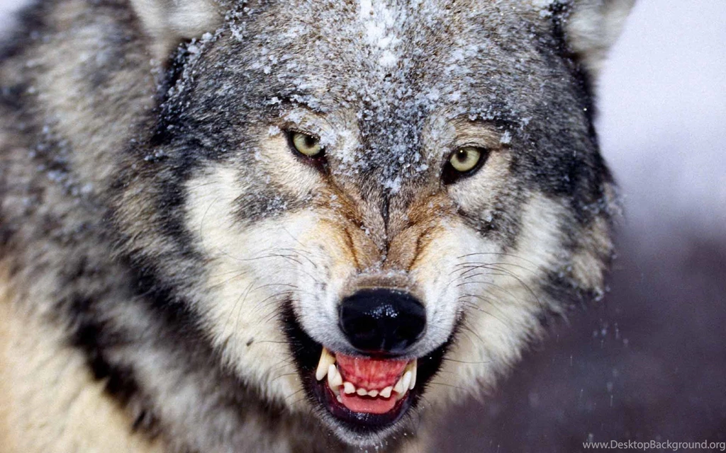 Wolf Wild Animal Wallpapers DreamLoveWallpapers
