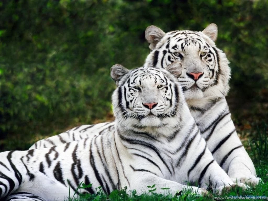 Wild Animal Wallpapers