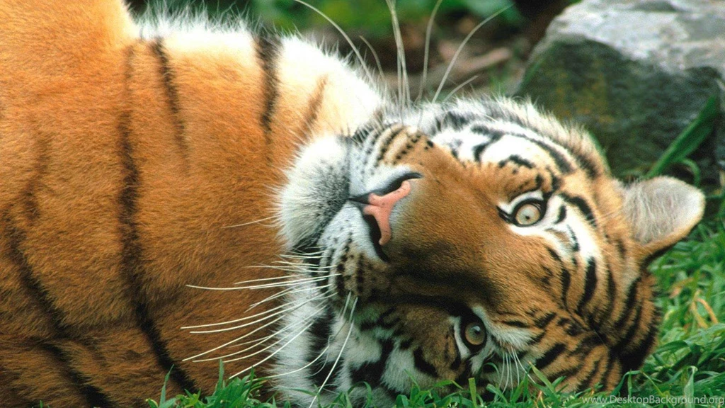 Tigers Cats Wild Animals Hd Wallpapers (