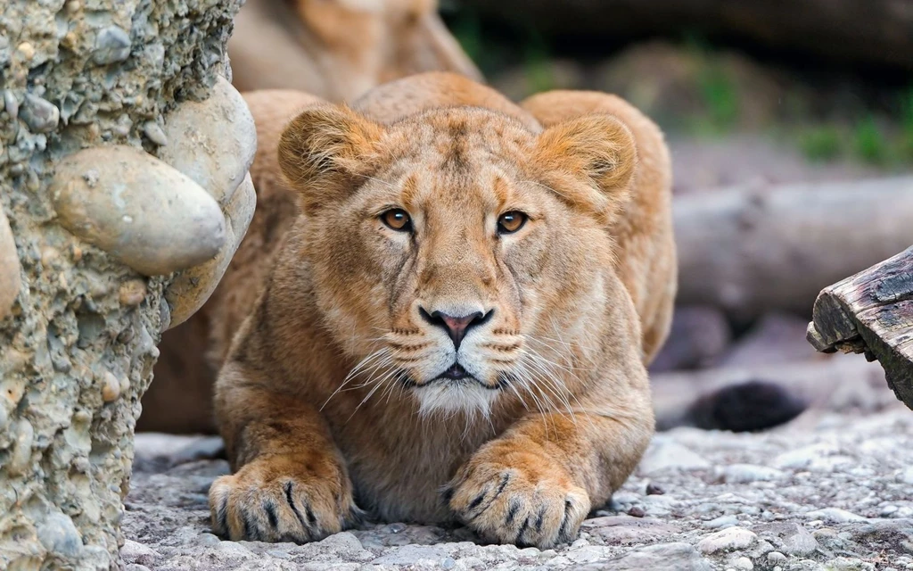 Best HD Desktop Wallpapers Of West African Lion Animal
