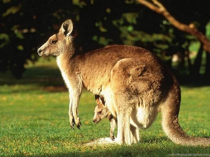Wildlife Animal Wallpapers 13 Wallcoo.net