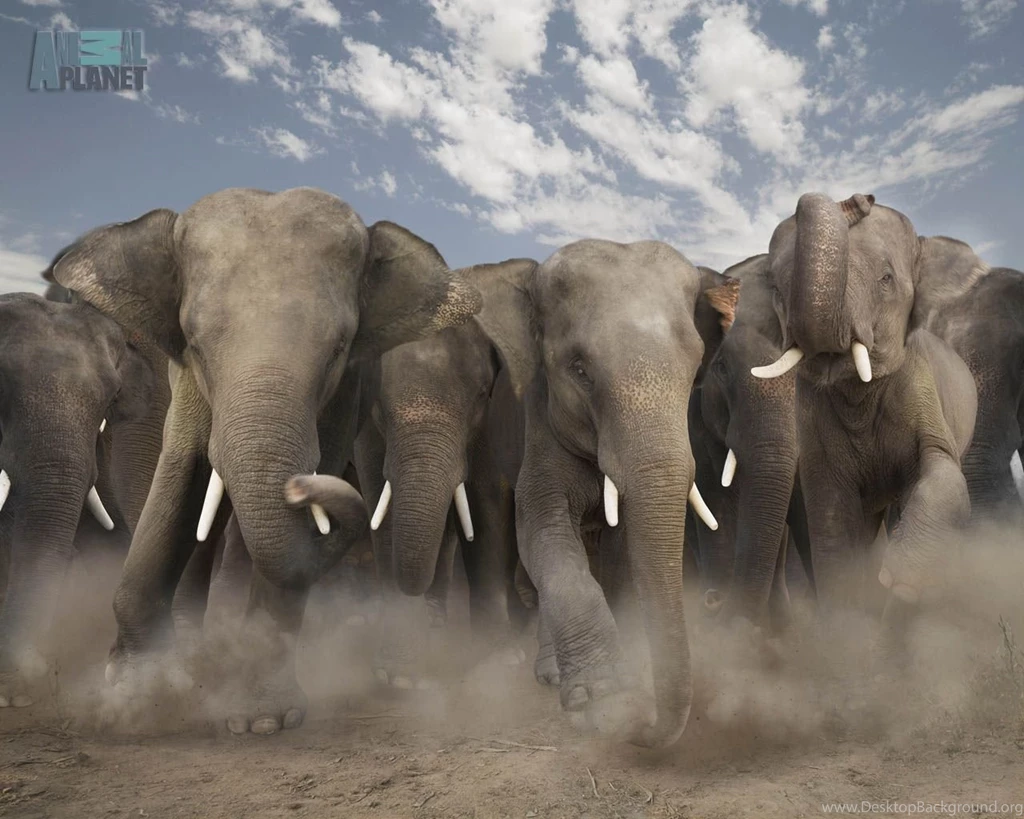 Stunning Animals High Definition Wallpapers Zibrato