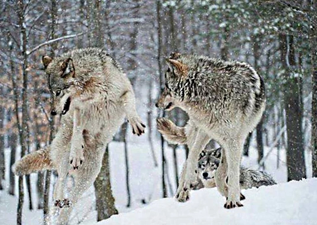 Animal Planet, Free Wallpapers, Cute Animals, Animal World, Wild ...
