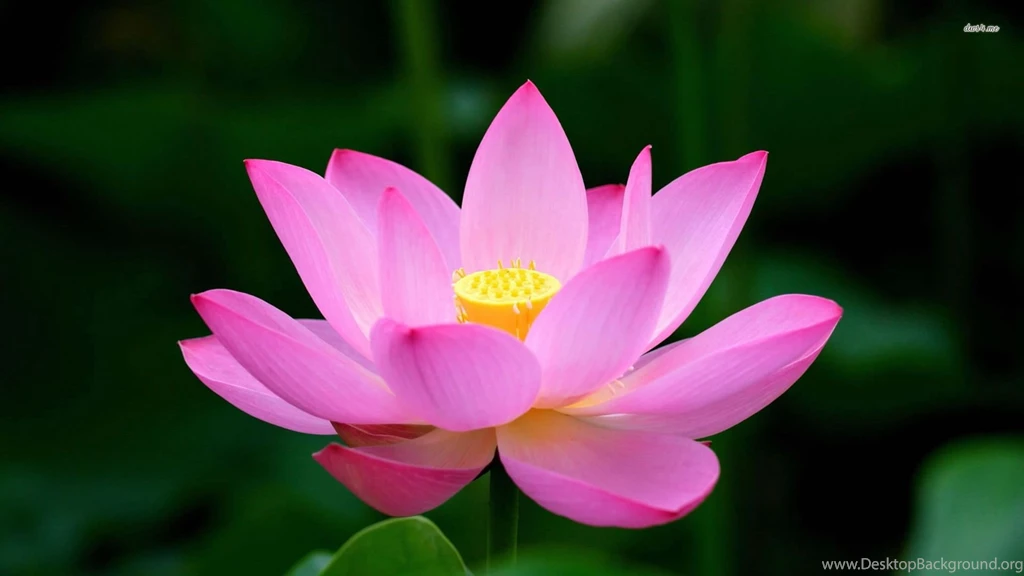 Pink Lotus Wallpapers Flower Wallpapers
