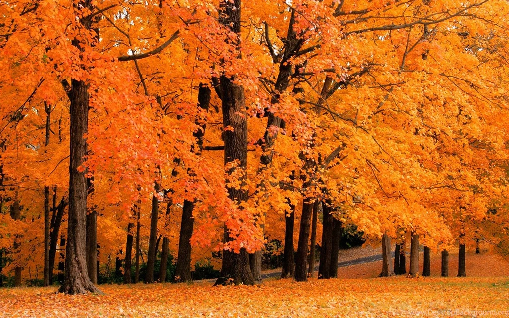 1920x1200px Fall Backgrounds Orange Forest