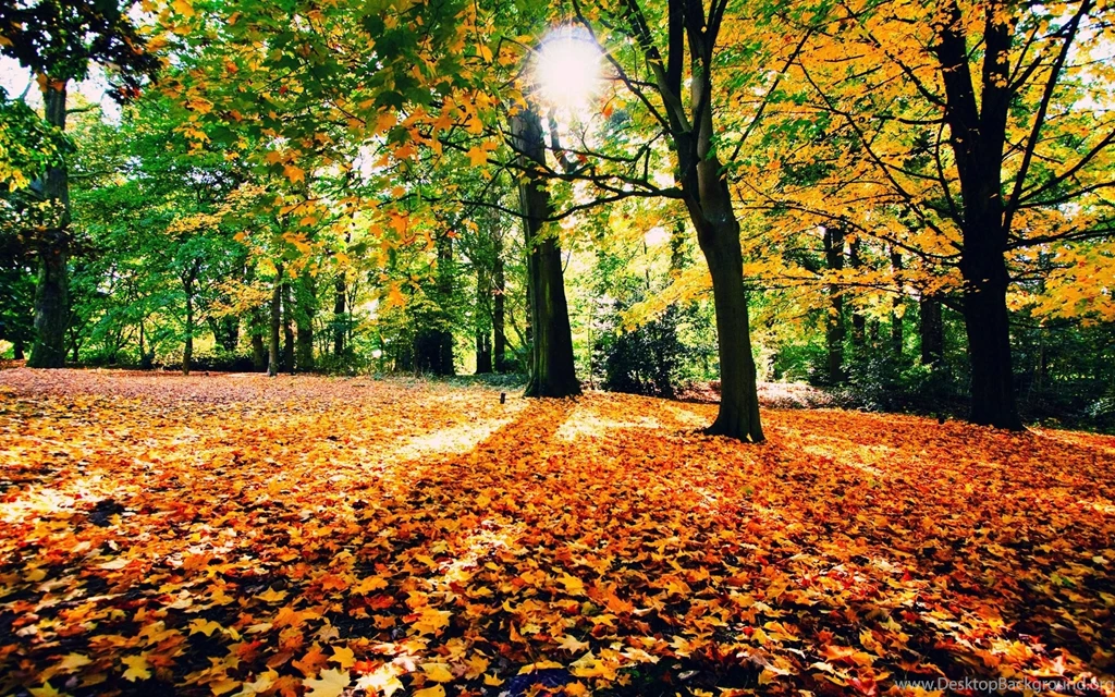 AUTUMN Fall Landscape Nature Tree Forest Leaf Leaves House ...
