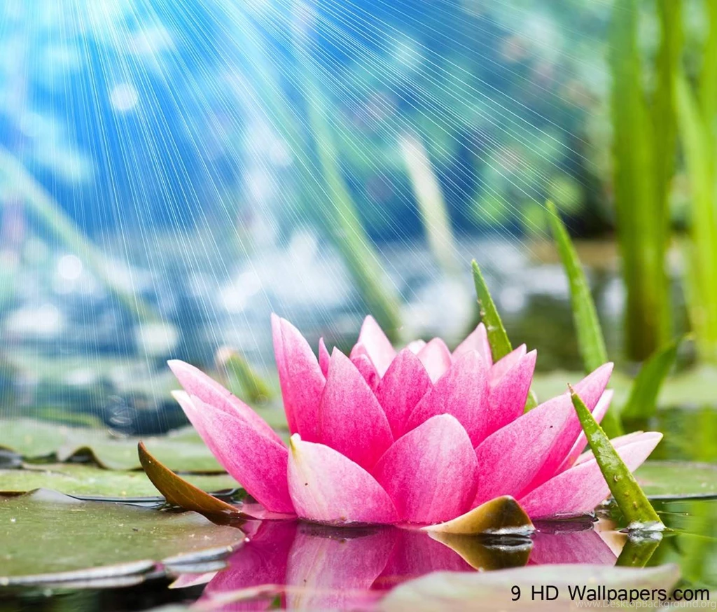 Lotus Flower Wallpapers HD