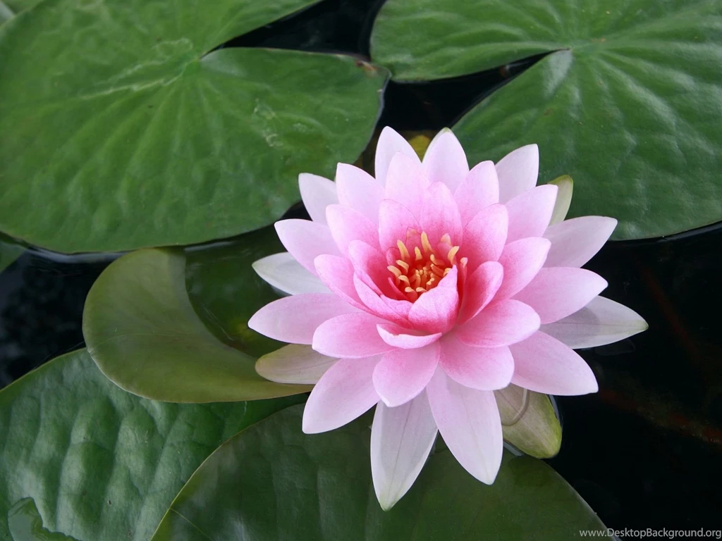 Lotus Flower Wallpapers HD