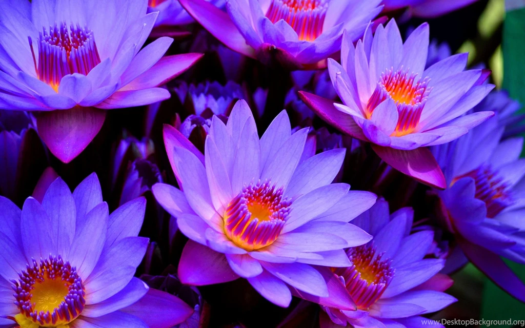 Blue Lotus Flower Wallpapers HD For Desktop In High Resolution