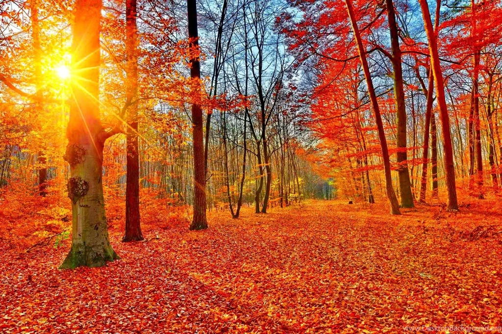 Autumn Forest (