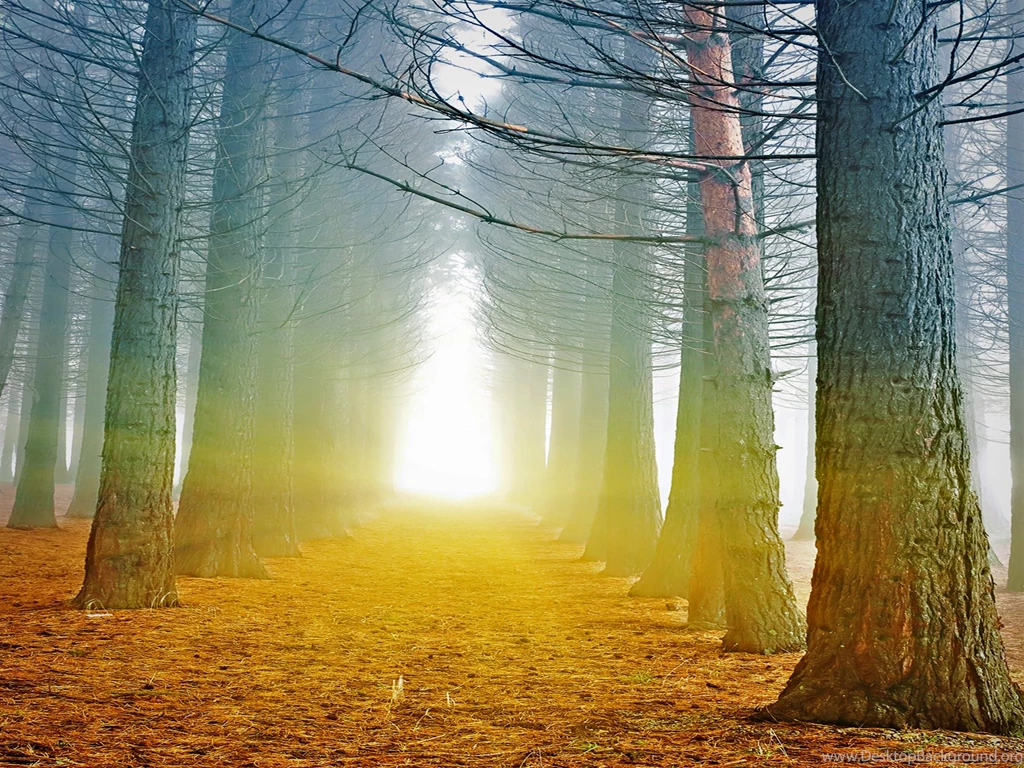 Forest Backgrounds Wallpapers 648024