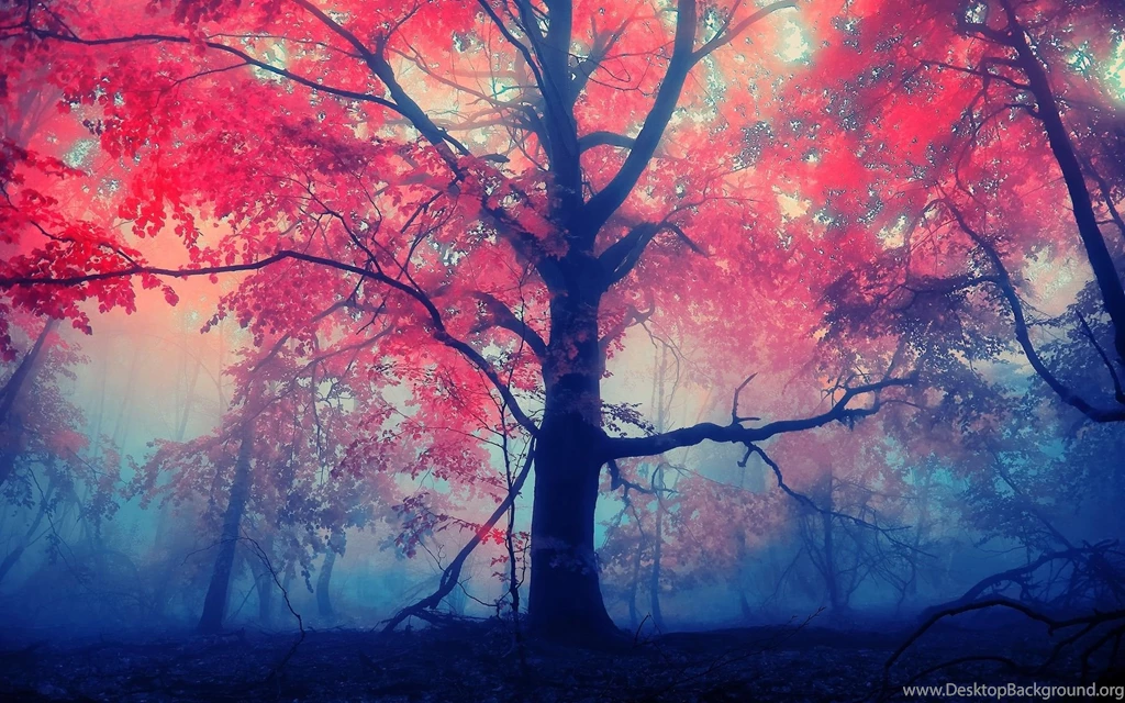Forest Trees Nature Landscape Tree Autumn Wallpapers