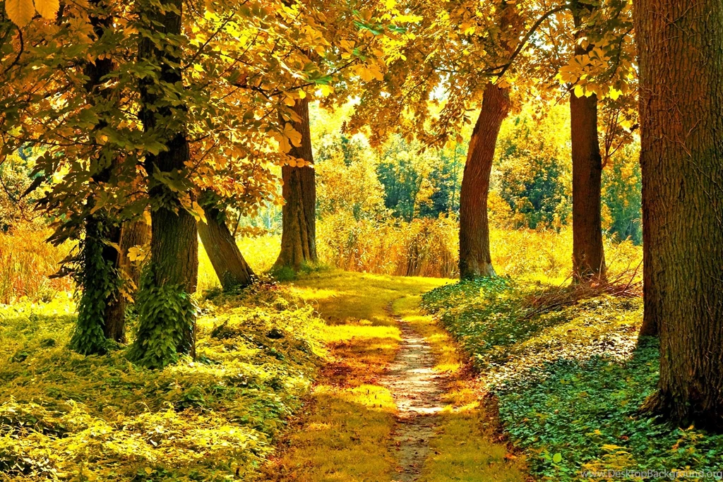 Autumn Forest Trees Fall River Season Colors Wallpapers