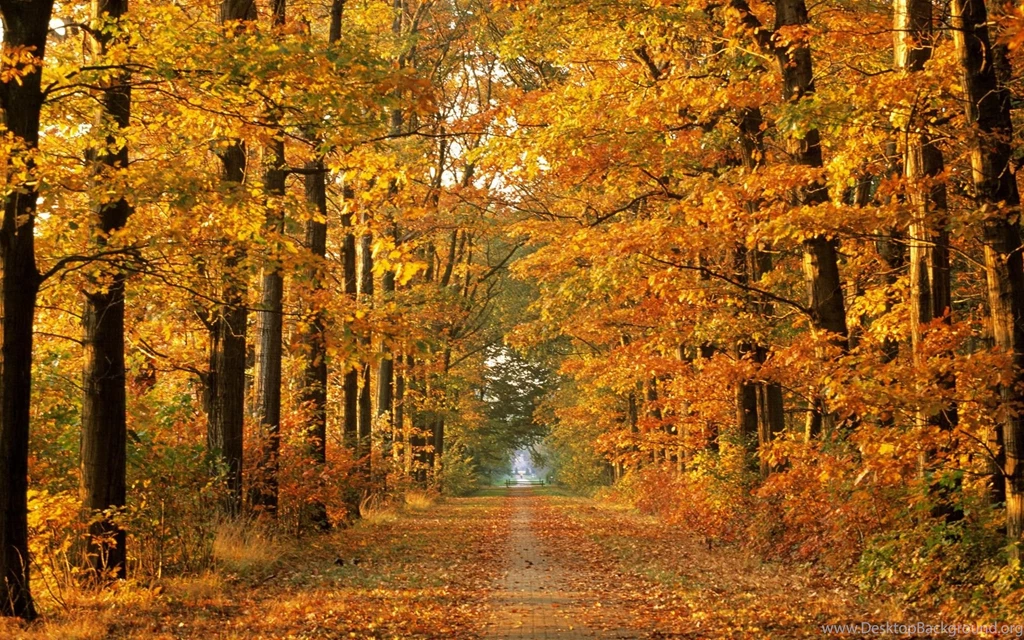 Autumn Forest Road Wallpaper.