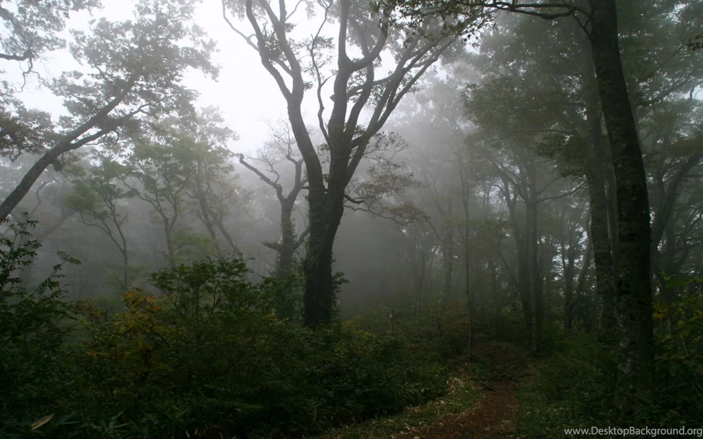 Foggy Forest HD Wallpapers