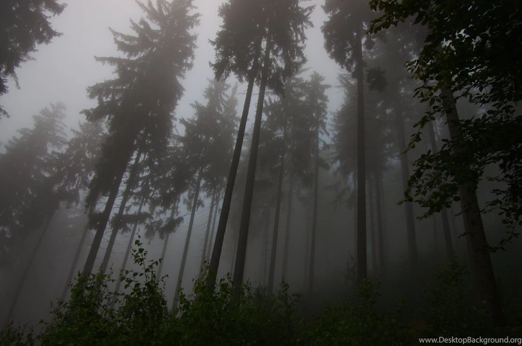 Foggy Forest 2816x1880px