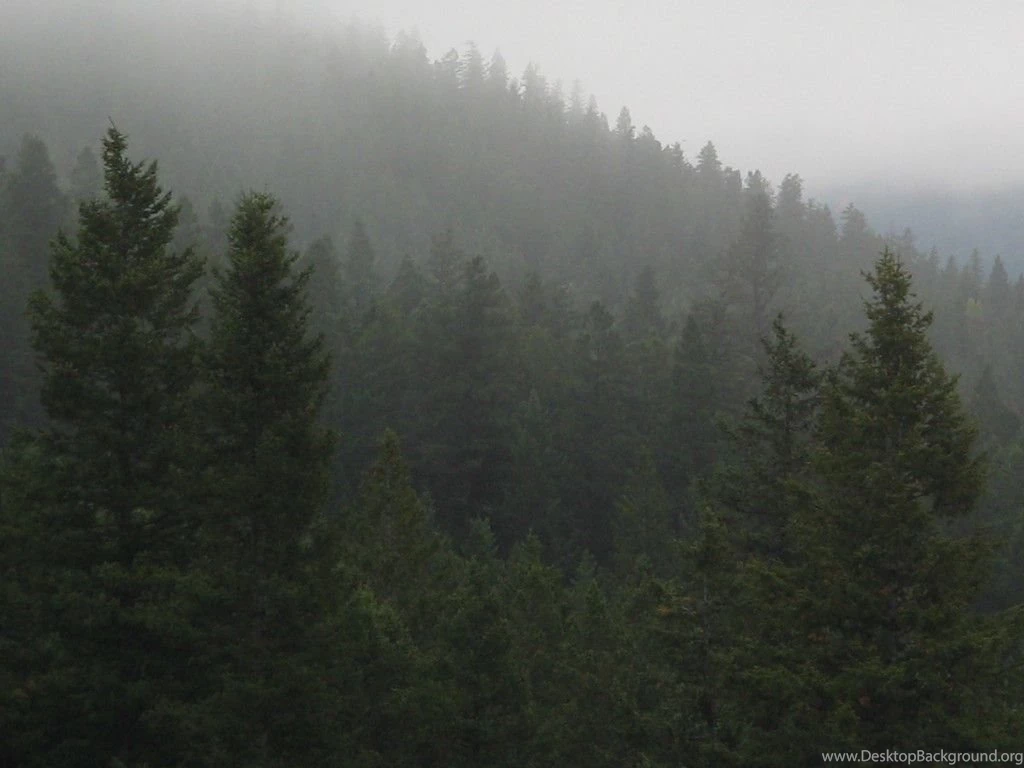 Foggy Forest Wallpaper.