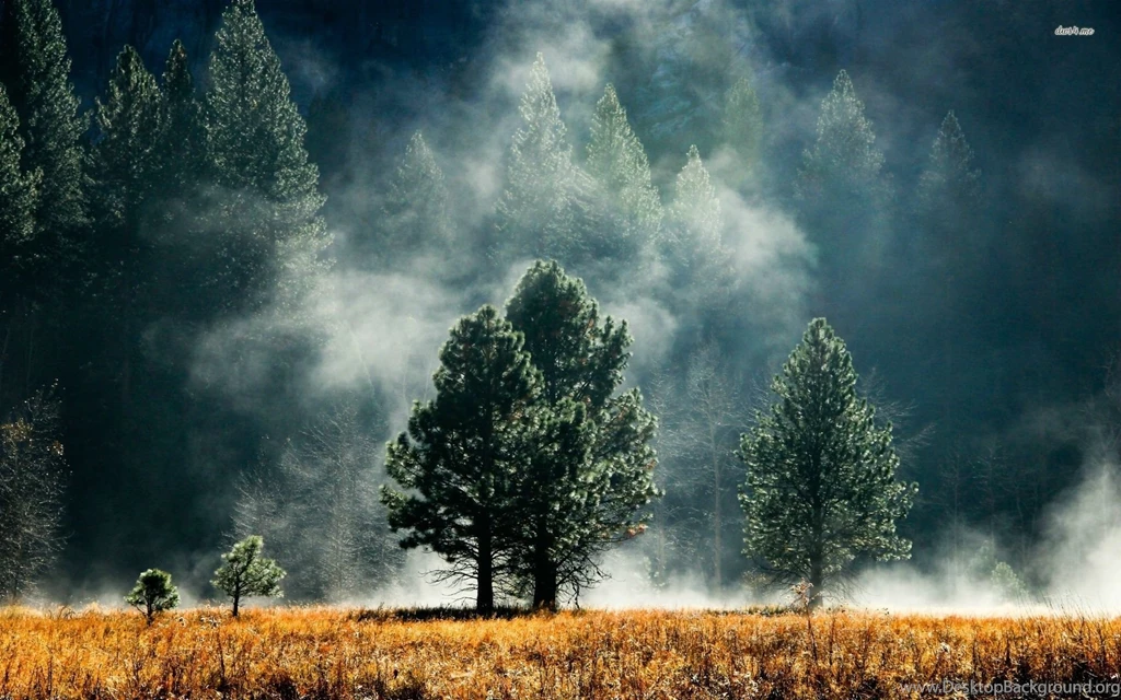 Foggy Forest Wallpapers Nature Wallpapers