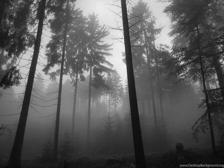 Foggy Forest Dark Grey Trees Smokes Creepy Wallpapers