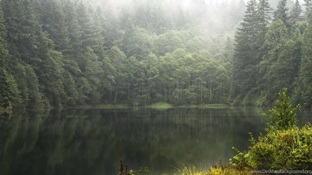 Foggy Forest Widescreen Wallpapers
