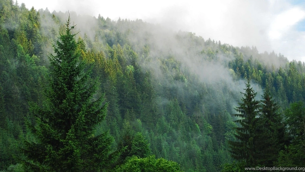 Pine Forest Wallpapers HD Desktop Attachment 14830 Amazing Wallpaperz