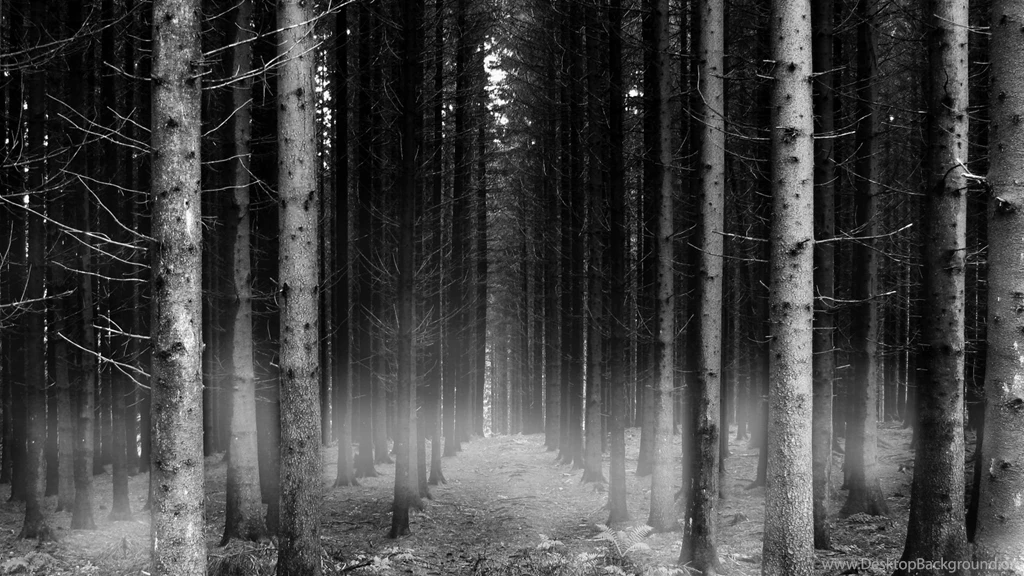 Foggy Forest Widescreen Wallpapers