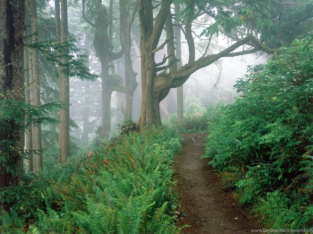 Foggy Forest Wallpapers WallpaperFav.com