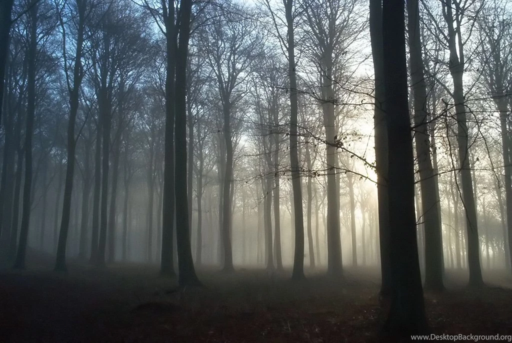 Foggy Forest Wallpaper.