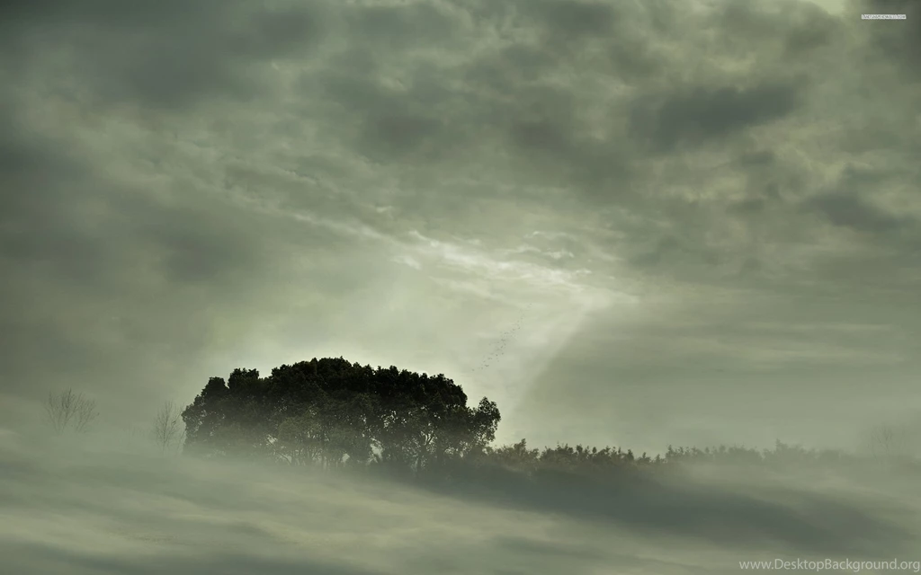 Foggy Forest Wallpapers