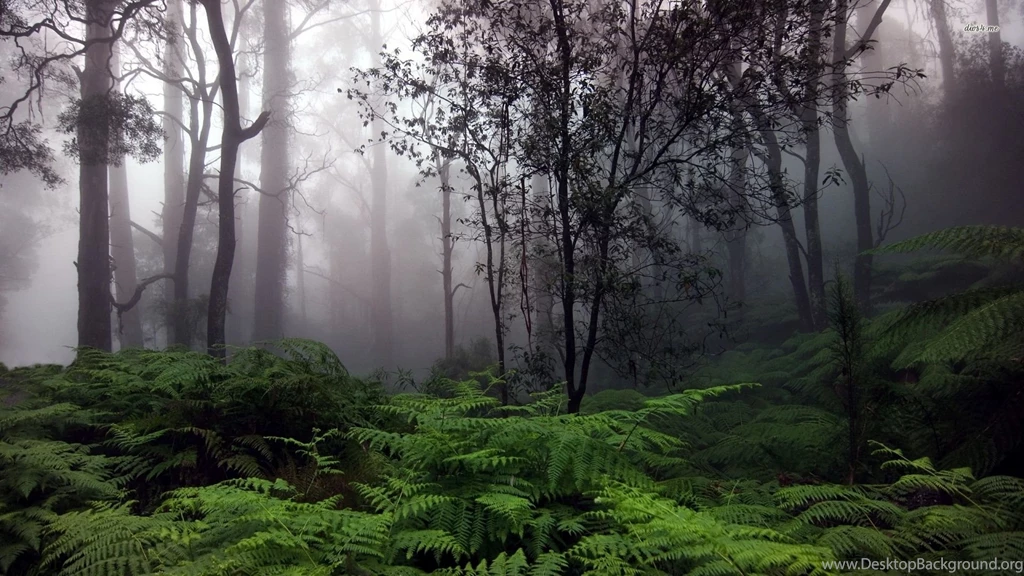 Foggy Forest Wallpapers Nature Wallpapers