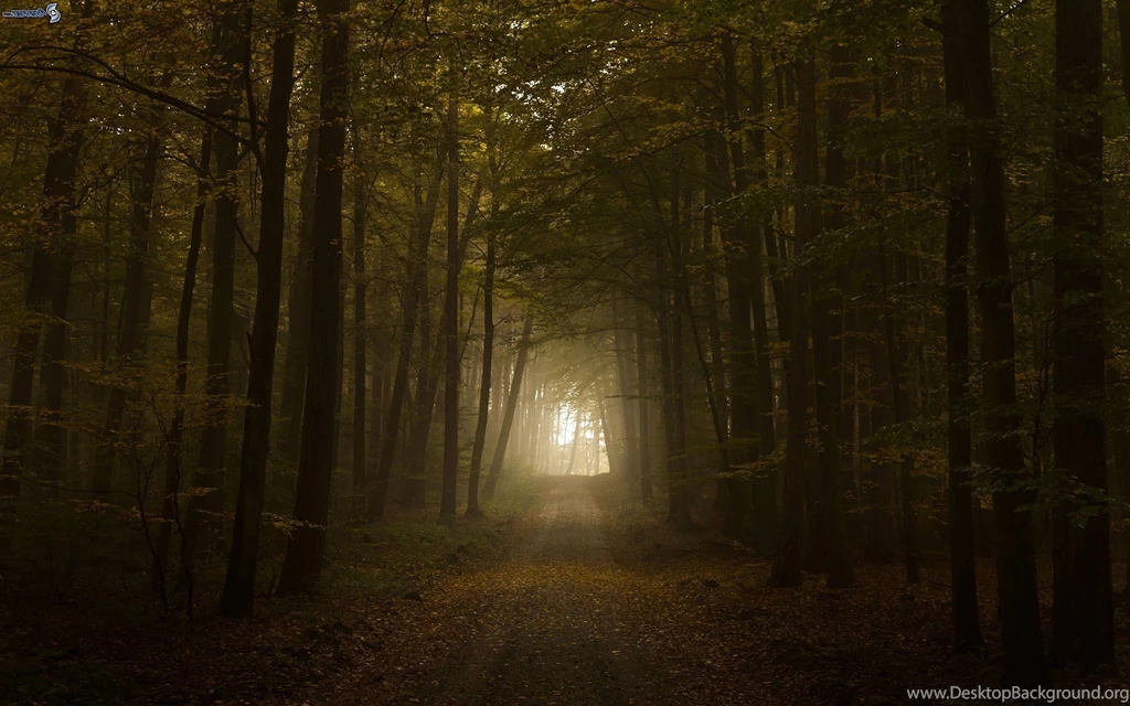 Dark Weird Wonderful Forest Through Which You Being A Tourist Or A ...