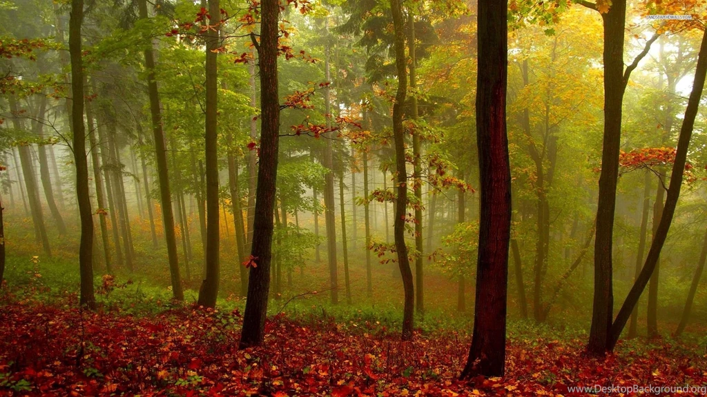 Beautiful Foggy Forest In The Autumn Wallpapers