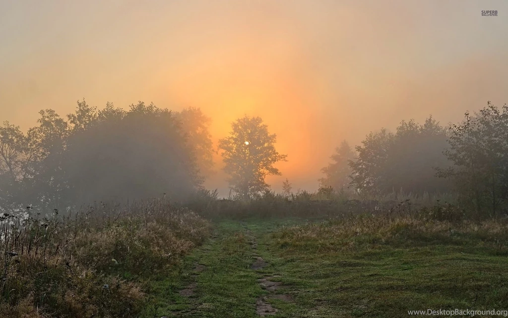 Sunset Behind The Foggy Forest Wallpapers Nature Wallpapers