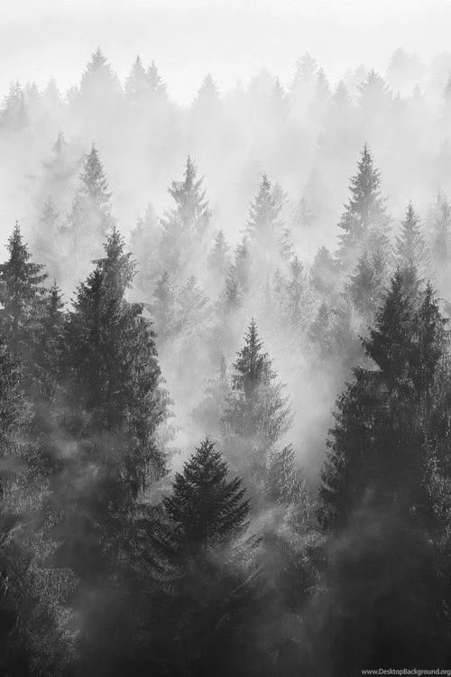 A Dark, Misty Forest.