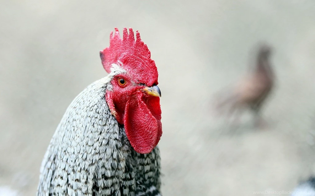 Bird Rooster HD Wallpapers FreeWallsUp