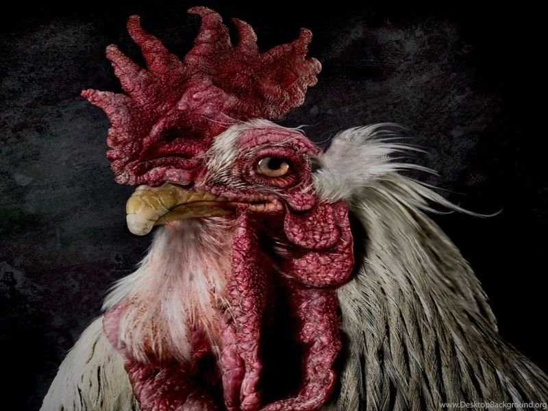 Old Rooster Free Desktop Backgrounds And Wallpapers