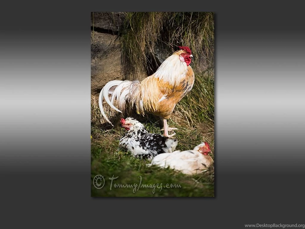 Free Computer Desktop Wallpaper: Rooster And Hens